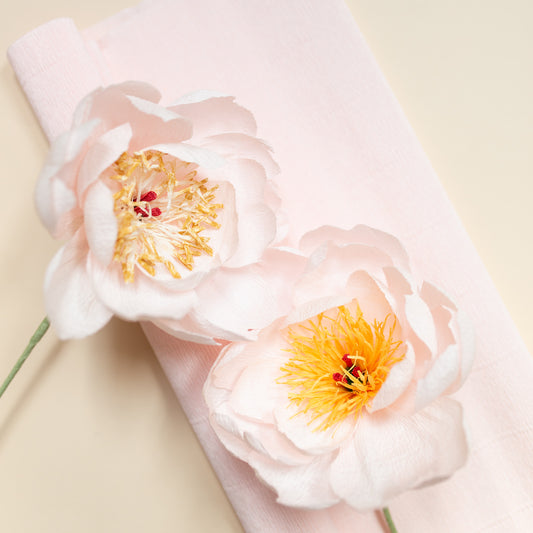 DIY Pakket 3x pioenroos