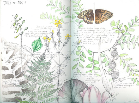 INTERVIEW // Botanisch tekenaar Lara Call Gastinger | INTERVIEW // Botanical artist Lara Call Gastinger