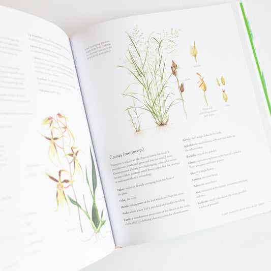 Watercolour Botanical Art by Sarah Howard