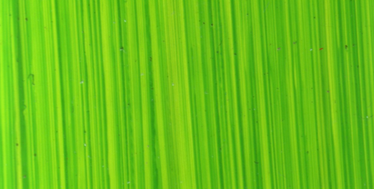 Michael Harding Oil paint 40ml 116 Bright Green Lake S1