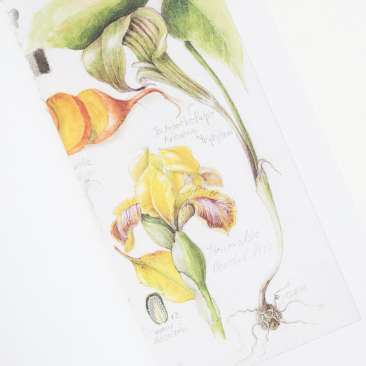The Joy of Botanical Drawing by Wendy Hollender